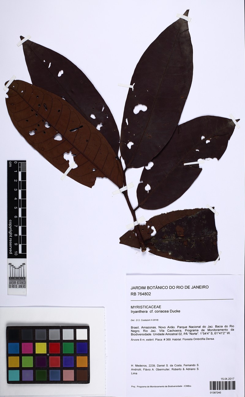 Iryanthera coriacea photo 2