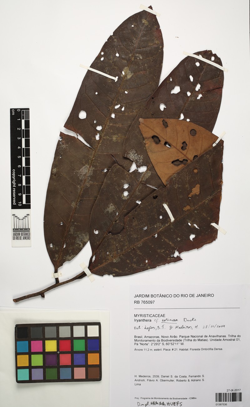 Iryanthera coriacea photo 3