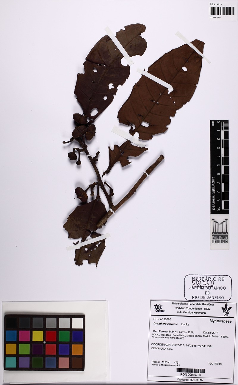 Iryanthera coriacea photo 4