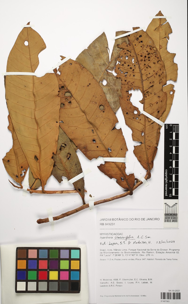 Iryanthera crassifolia