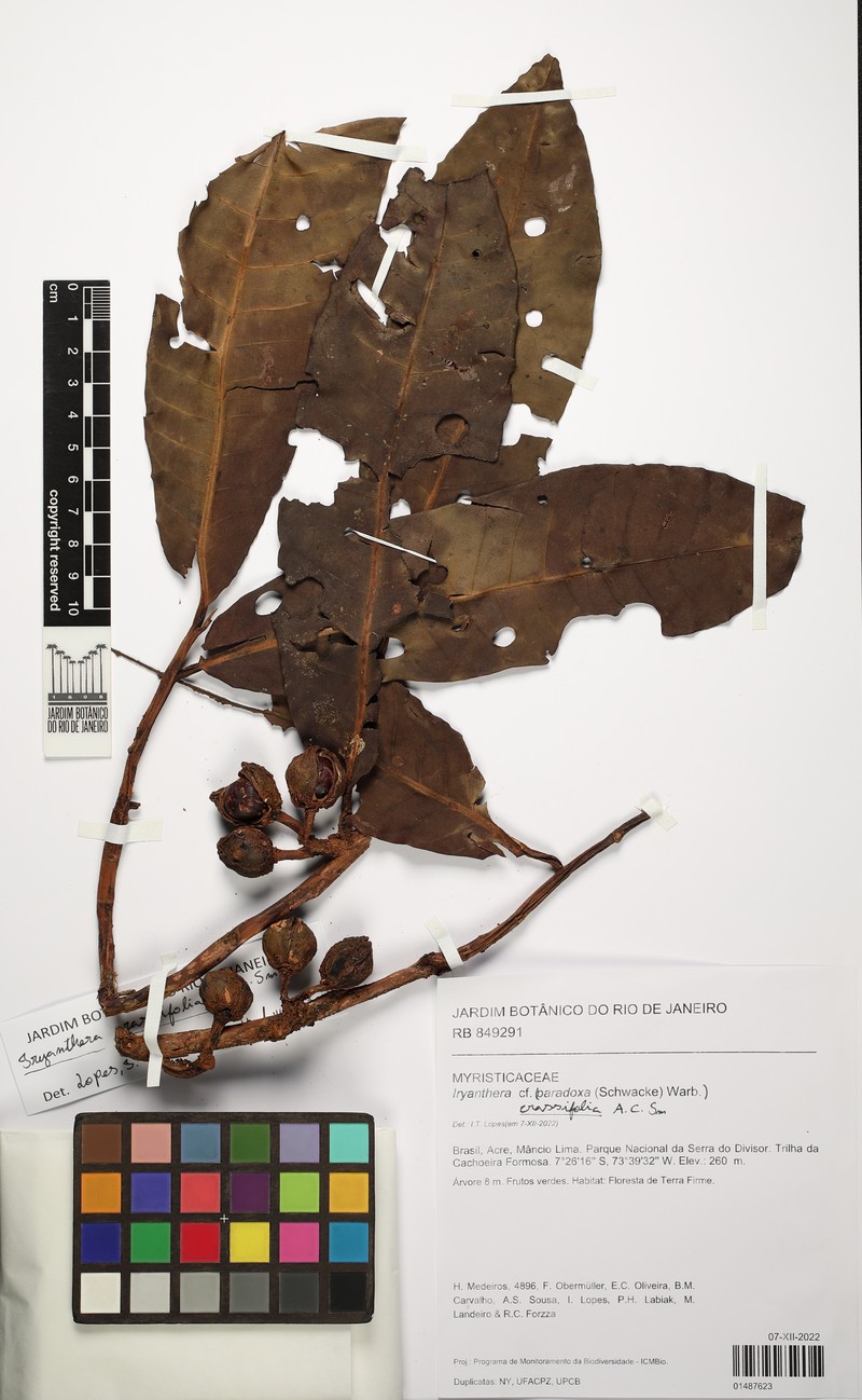 Iryanthera crassifolia photo 2