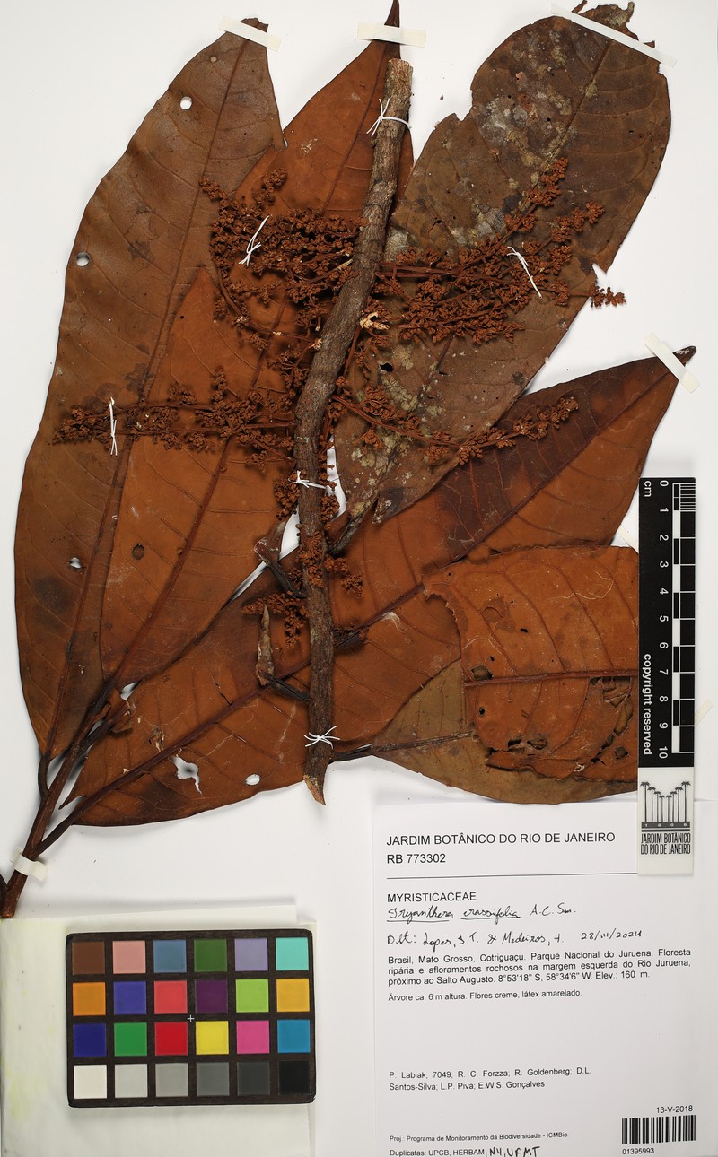 Iryanthera crassifolia photo 3