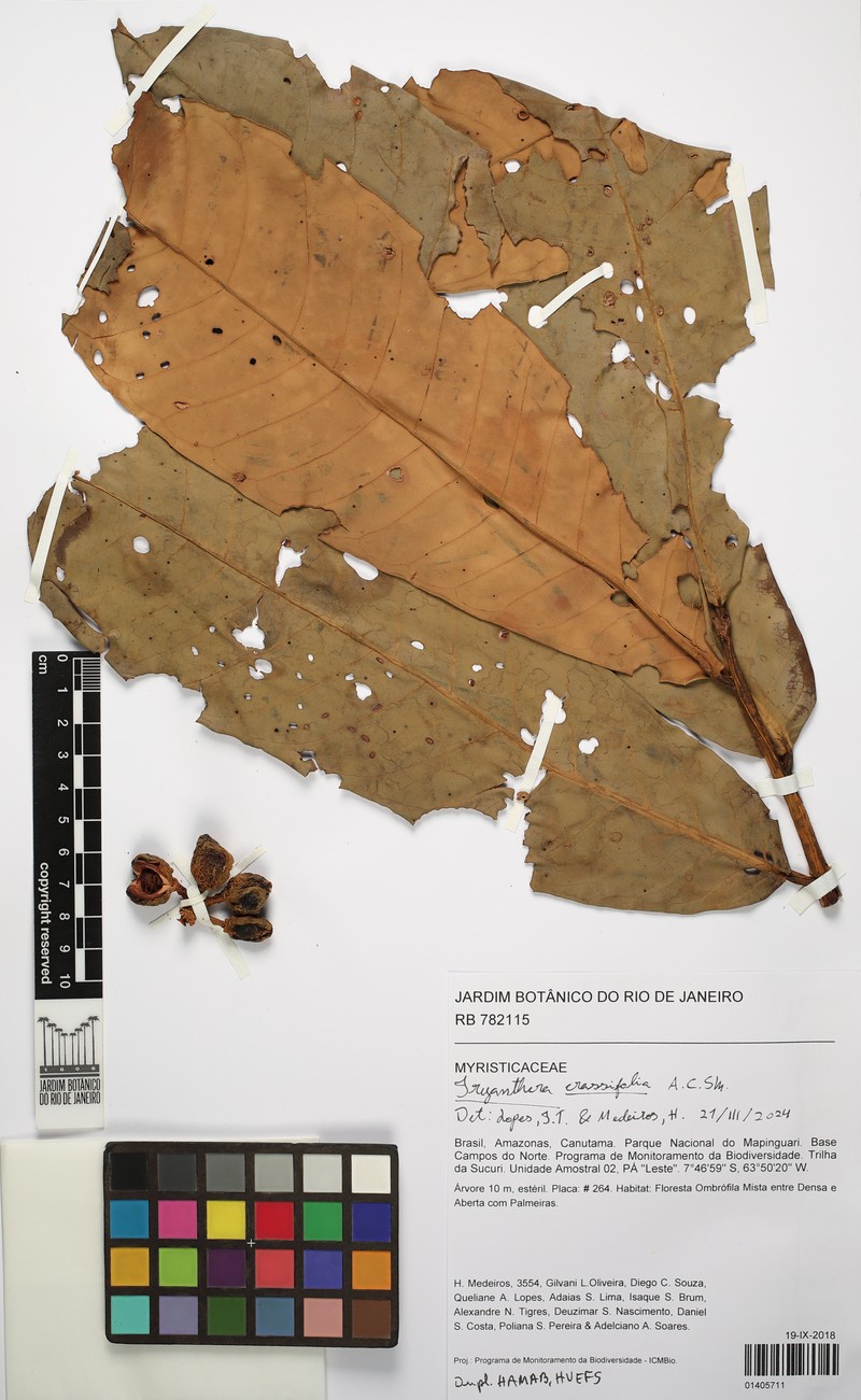 Iryanthera crassifolia photo 4