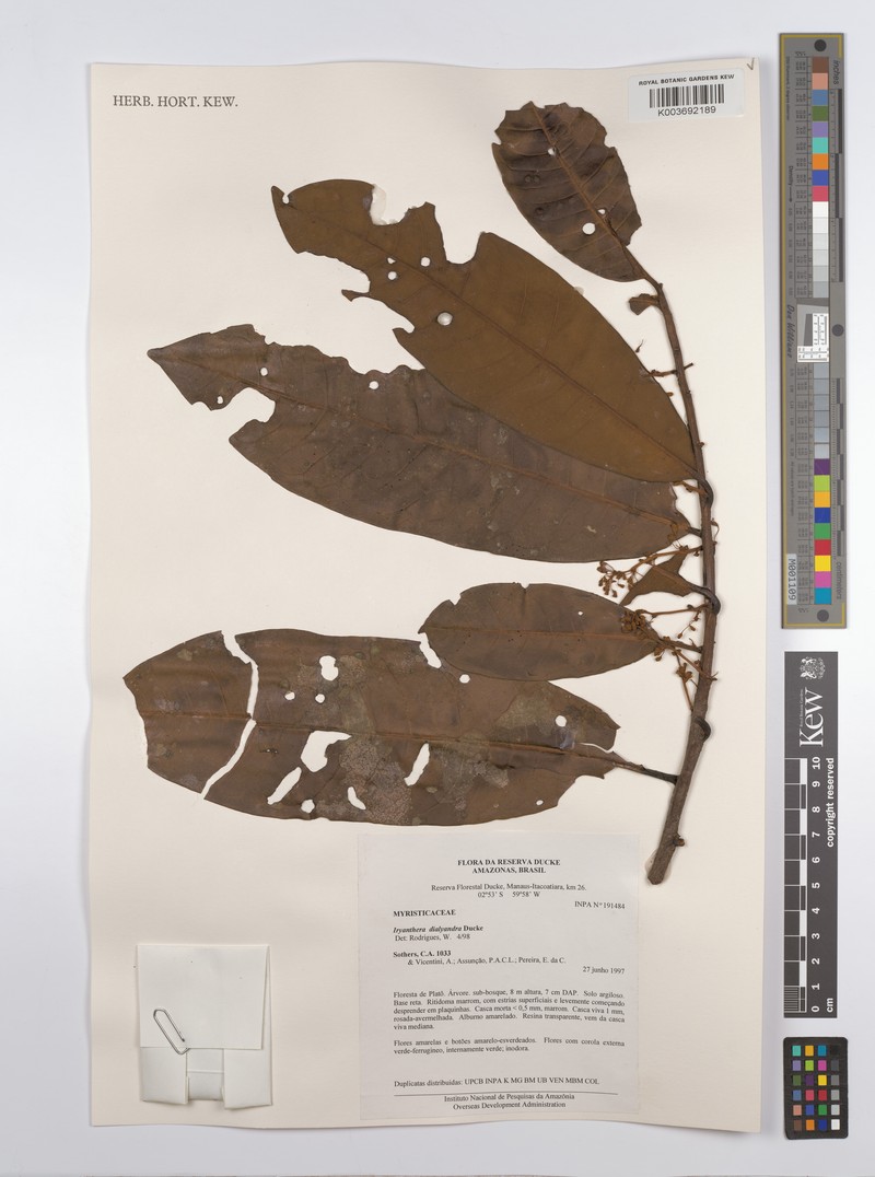Iryanthera dialyandra