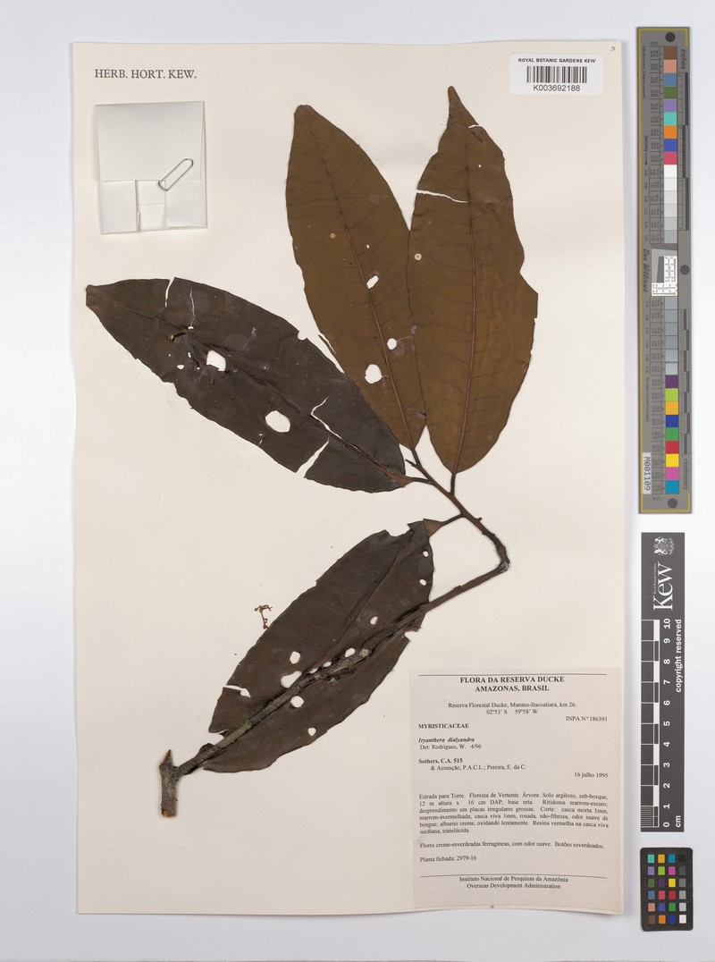 Iryanthera dialyandra photo 2