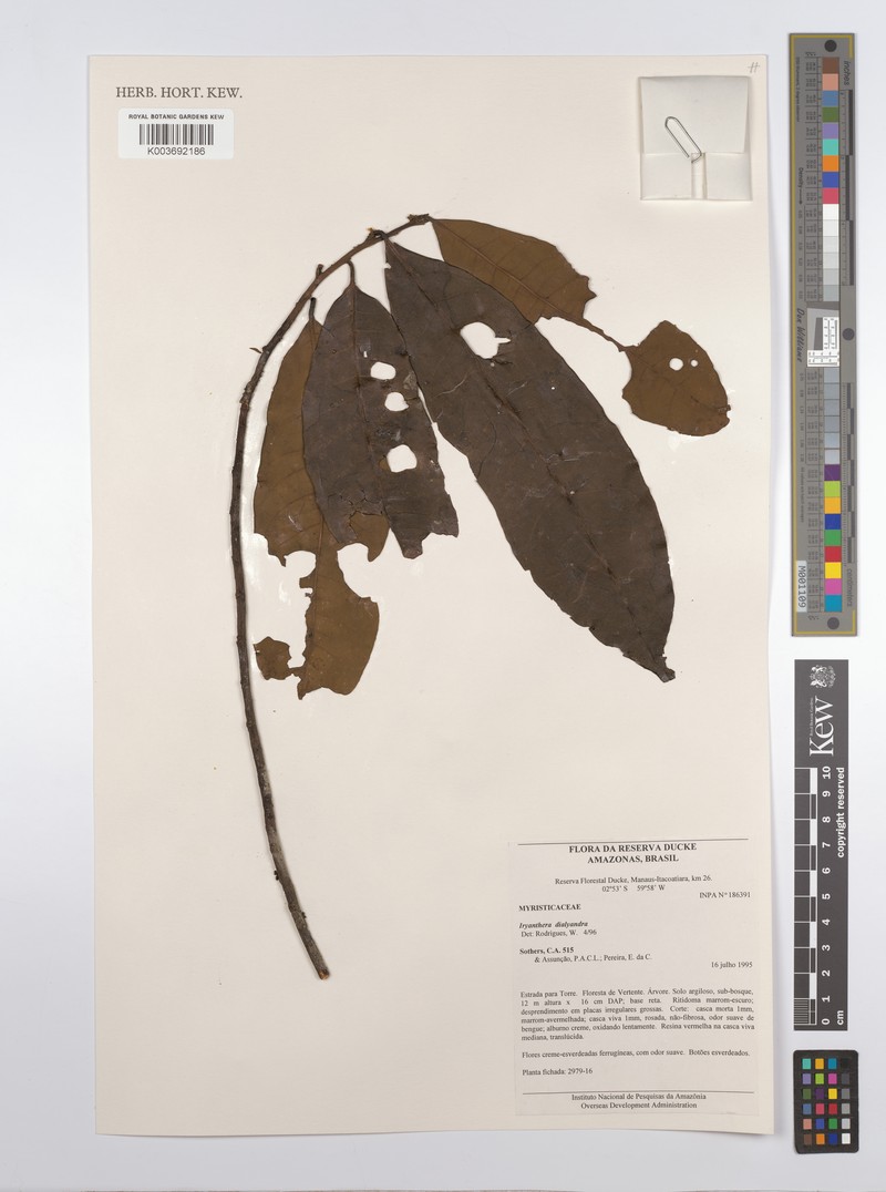 Iryanthera dialyandra photo 3