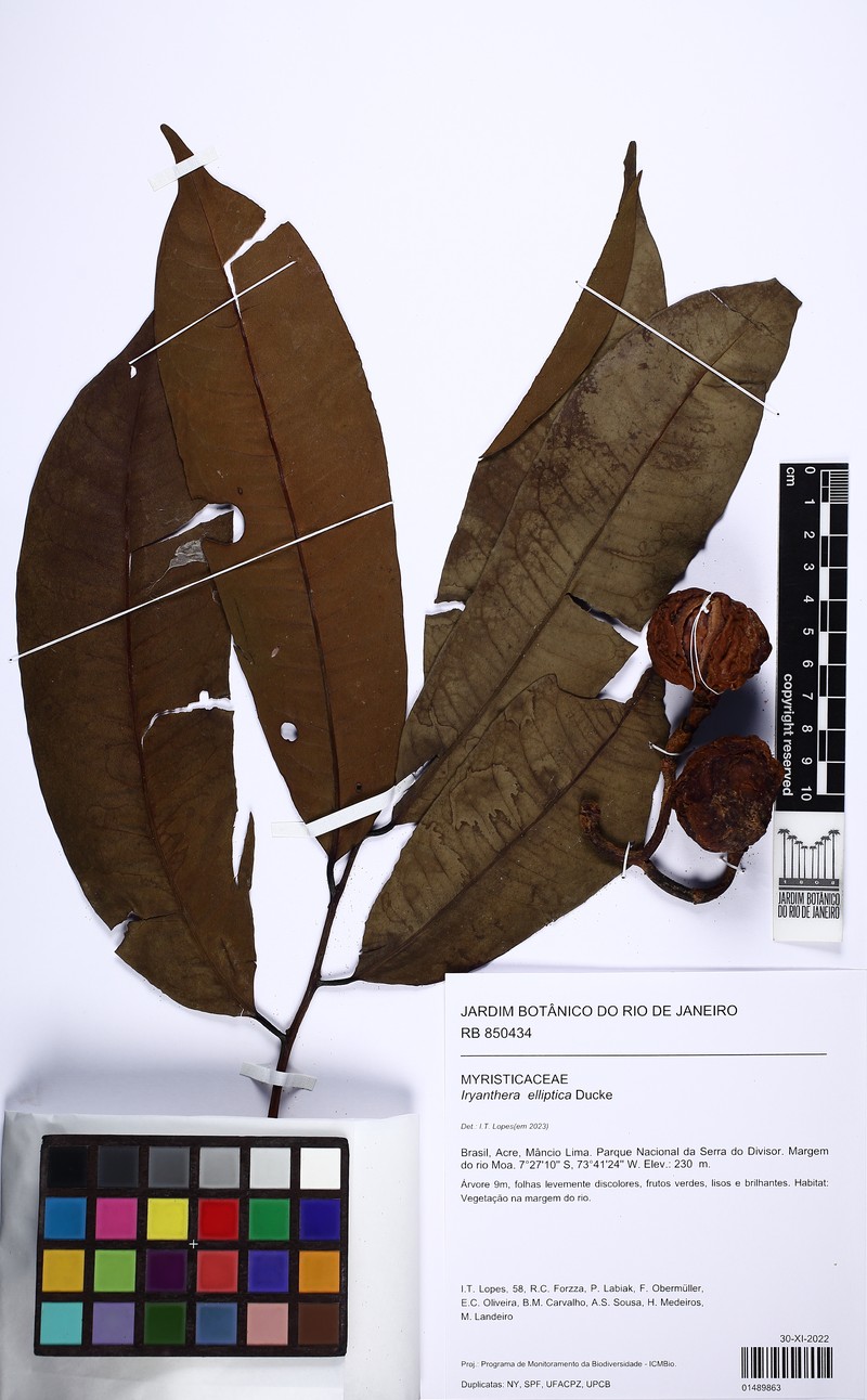 Iryanthera elliptica