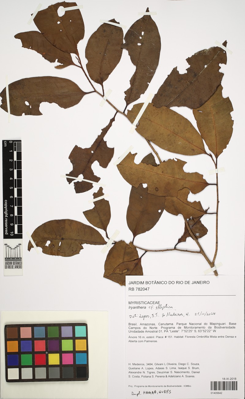 Iryanthera elliptica photo 2