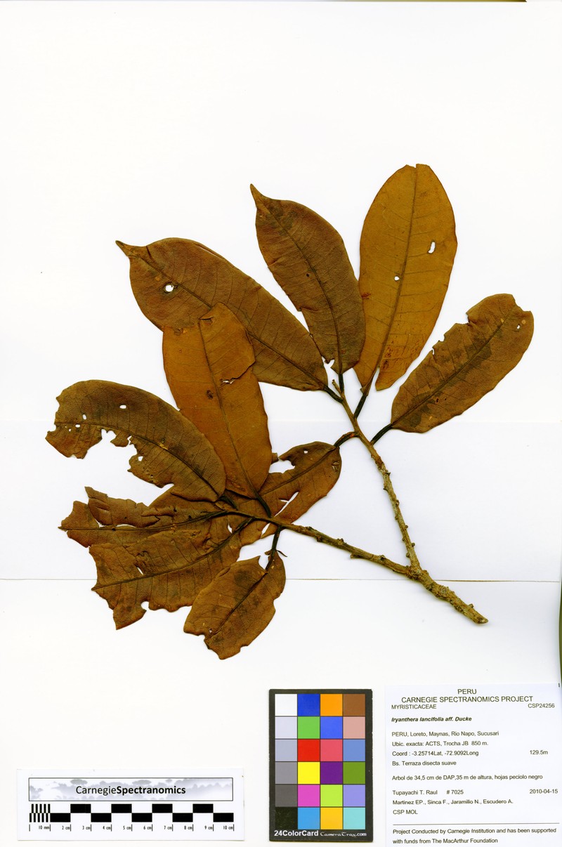 Iryanthera elliptica photo 3