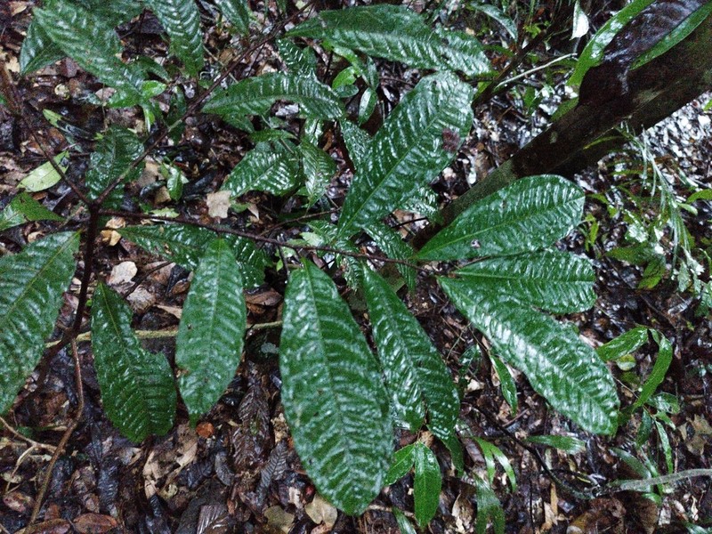 Iryanthera hostmannii