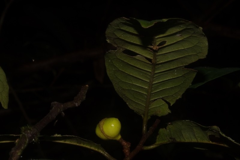 Iryanthera hostmannii photo 2