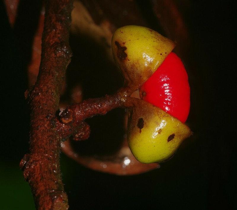 Iryanthera hostmannii photo 5