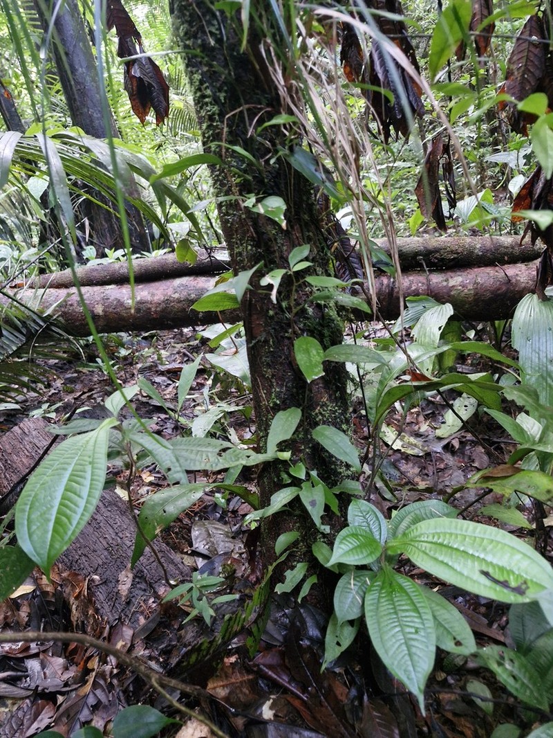Iryanthera hostmannii photo 6