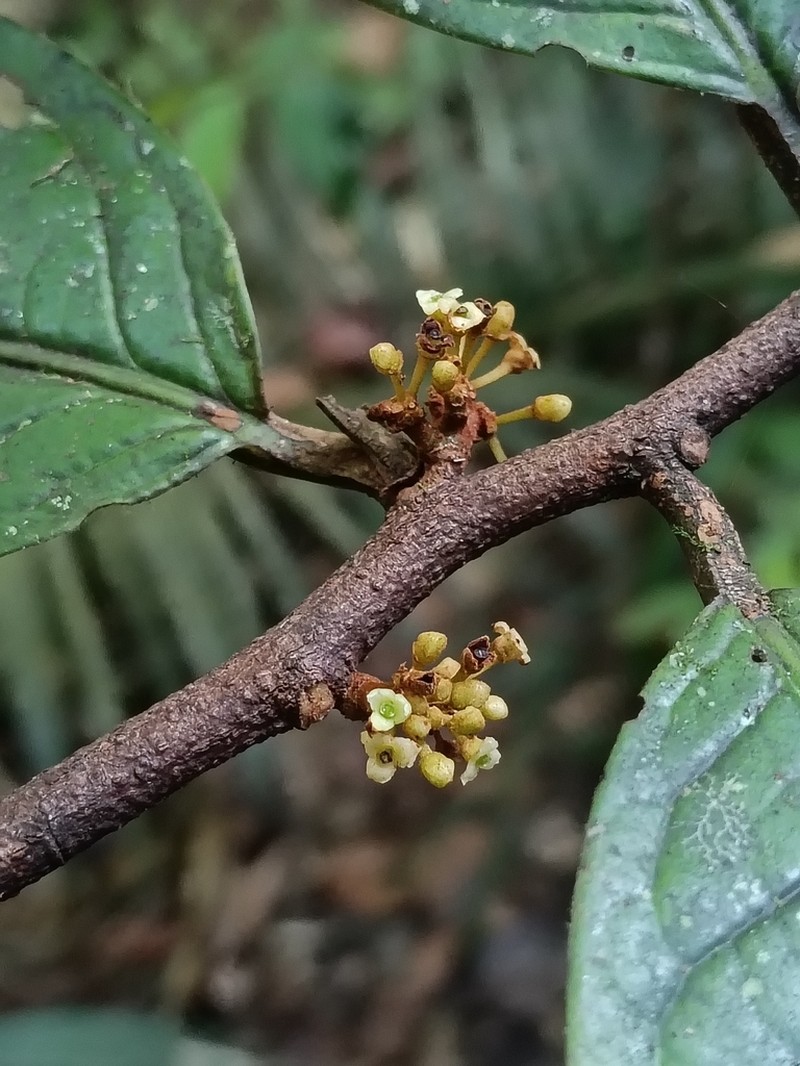 Iryanthera hostmannii photo 7