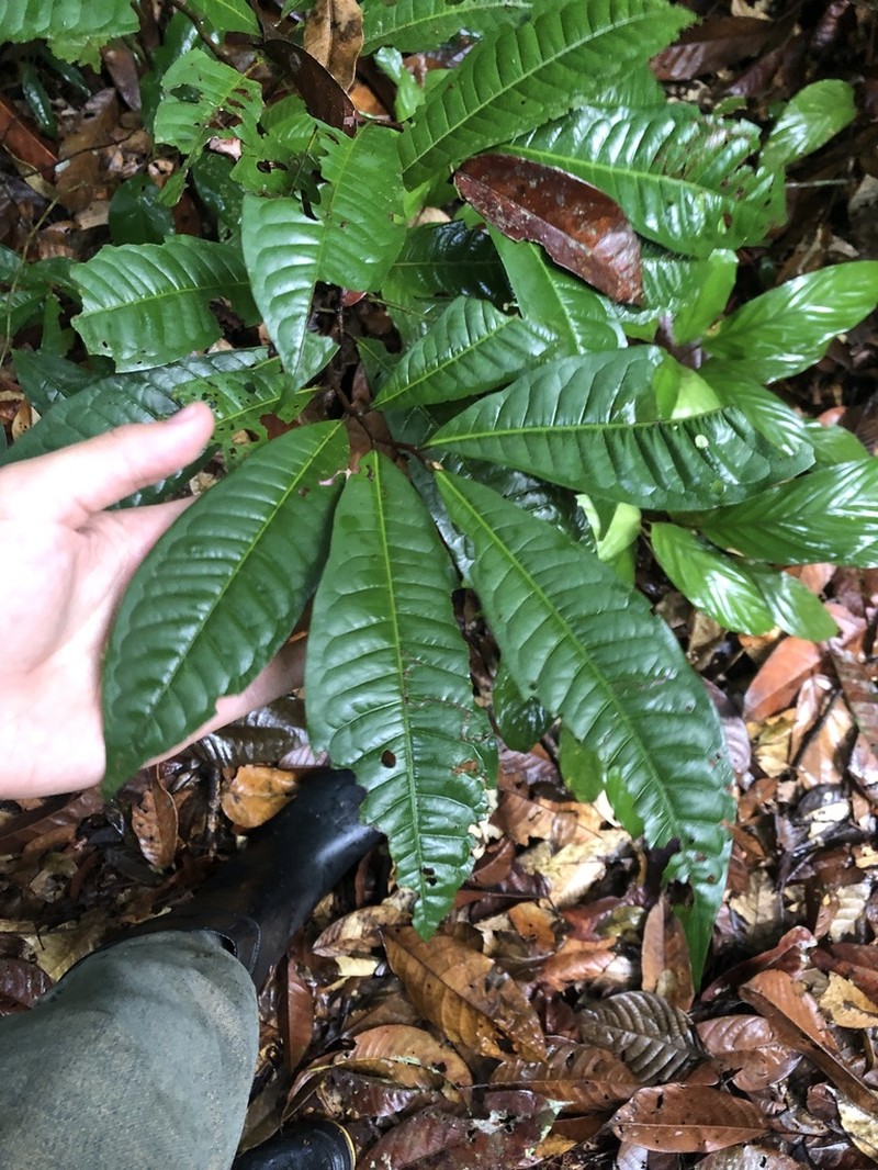 Iryanthera hostmannii photo 8