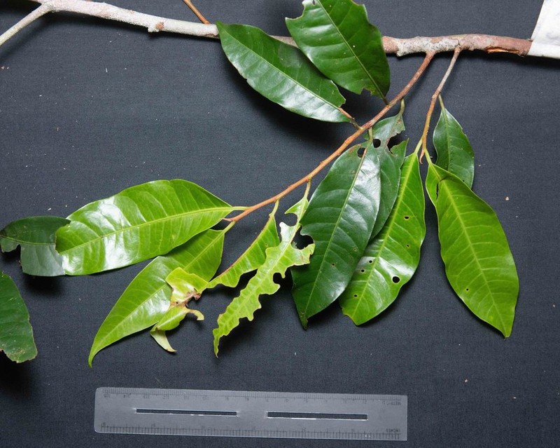 Iryanthera juruensis photo 3