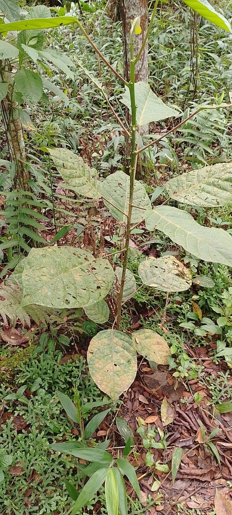 Iryanthera juruensis photo 5