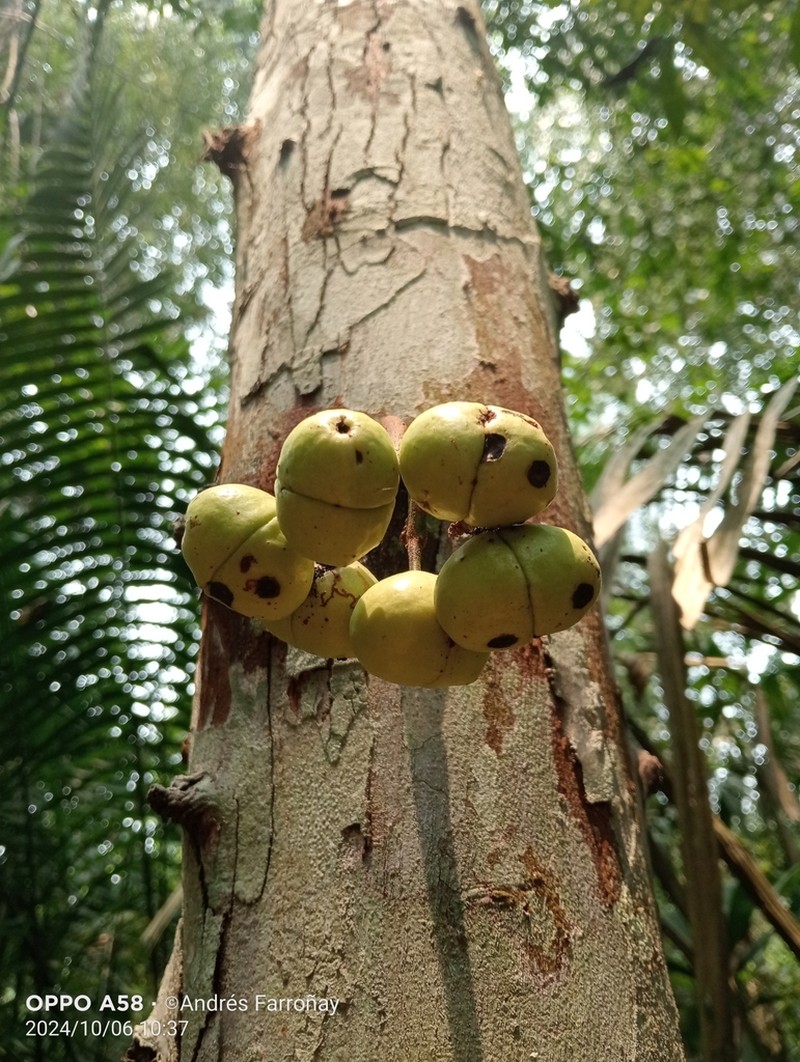 Iryanthera juruensis photo 8