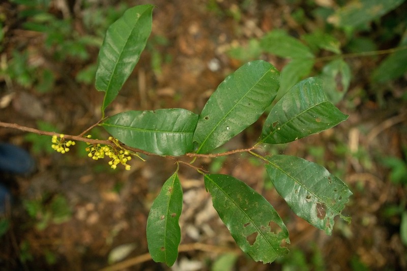 Iryanthera laevis