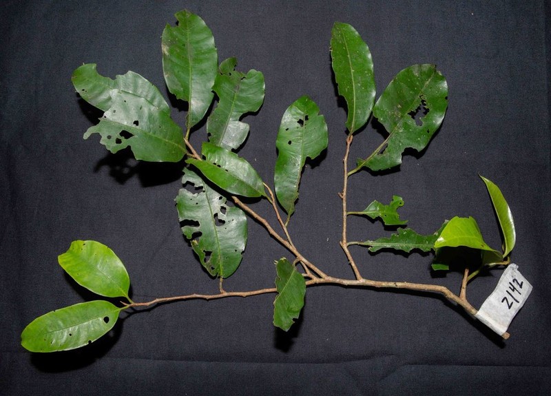 Iryanthera laevis photo 3