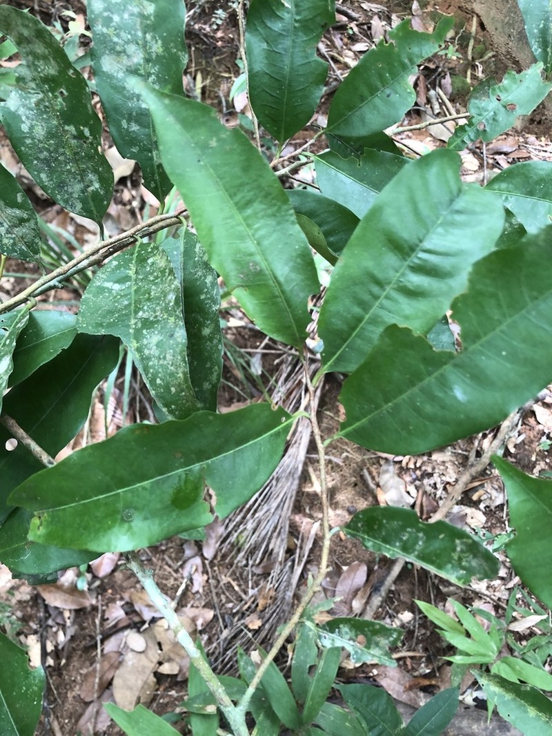 Iryanthera laevis photo 6