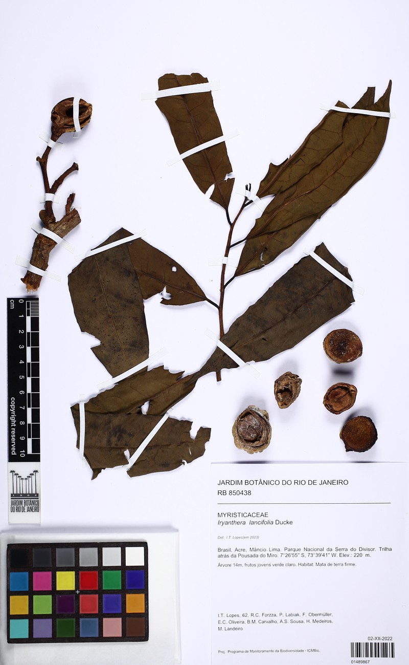 Iryanthera lancifolia photo 3
