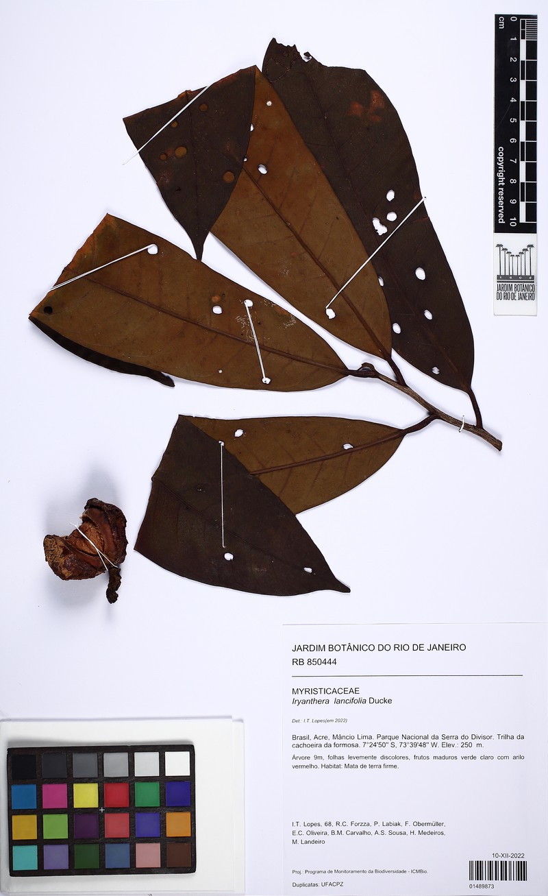 Iryanthera lancifolia photo 4