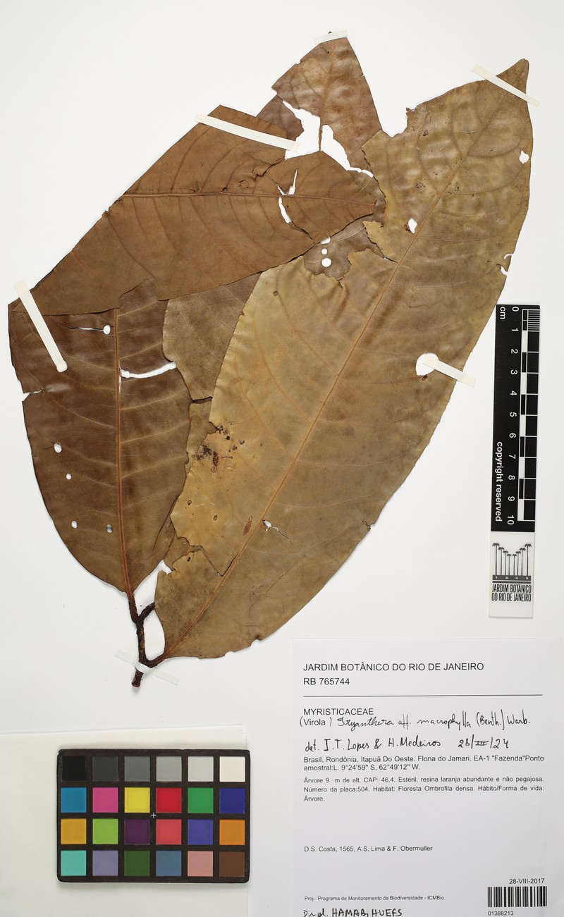 Iryanthera macrophylla