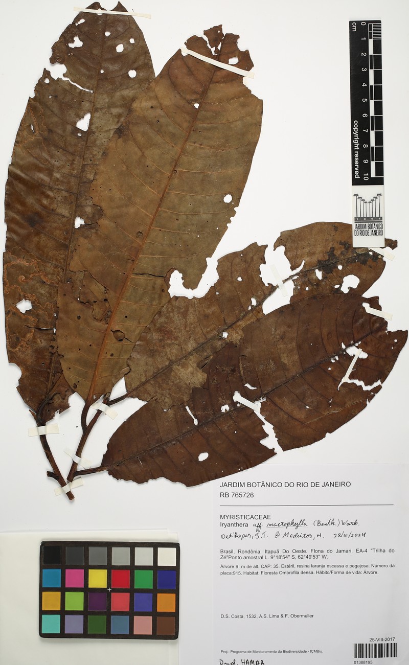 Iryanthera macrophylla photo 2