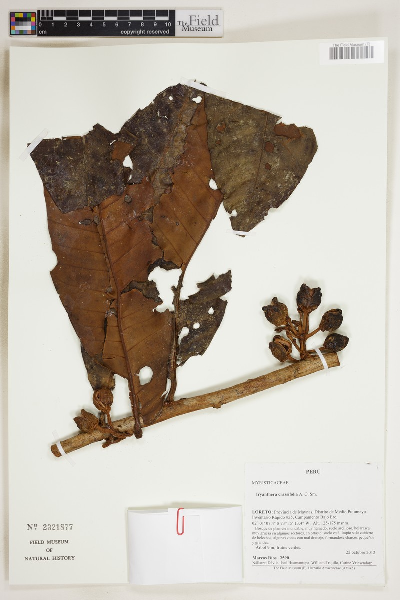 Iryanthera macrophylla photo 3