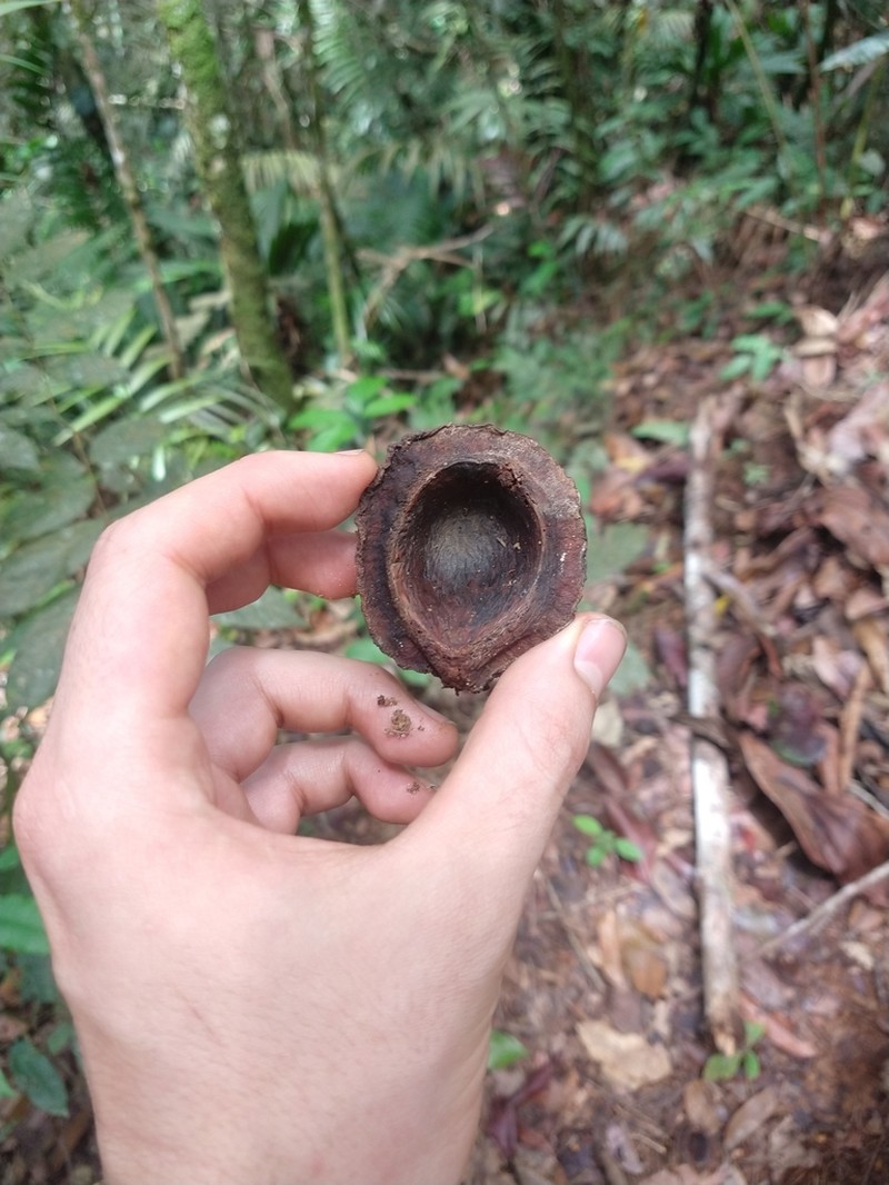 Iryanthera megistocarpa