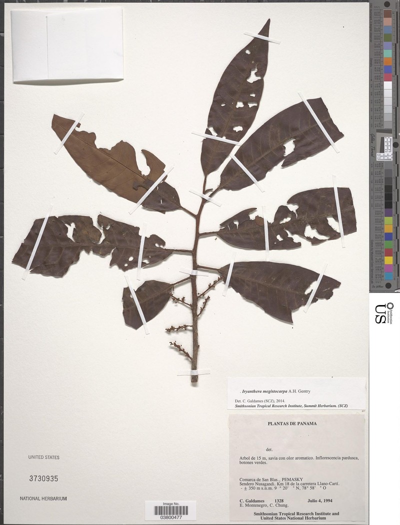 Iryanthera megistocarpa photo 2