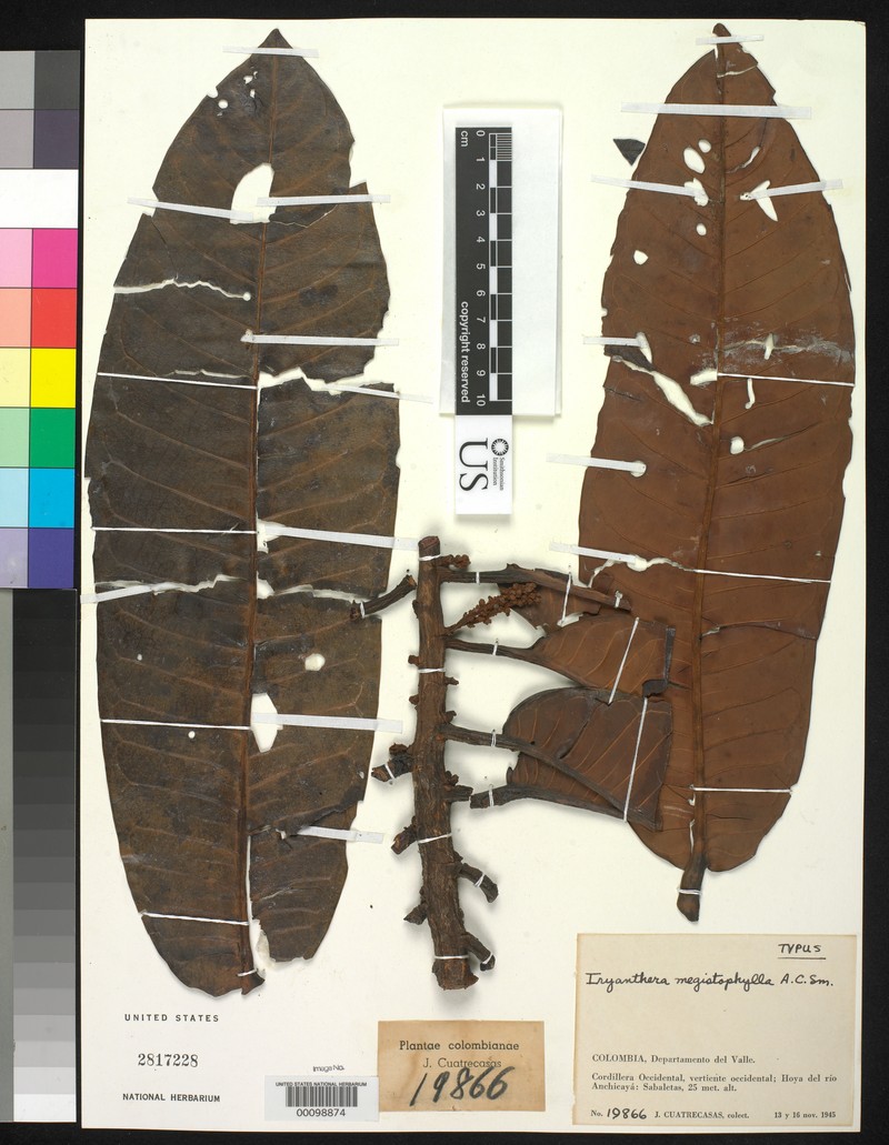Iryanthera megistophylla