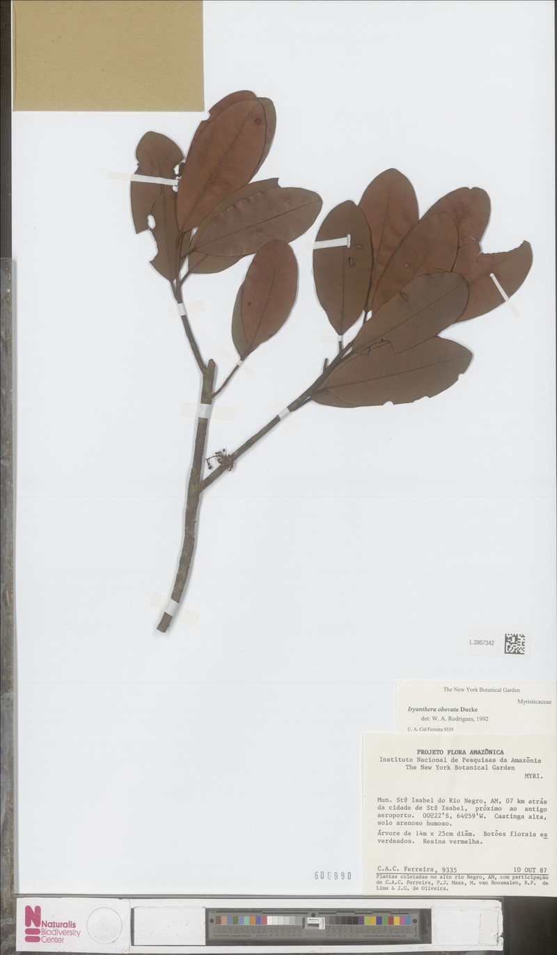 Iryanthera obovata