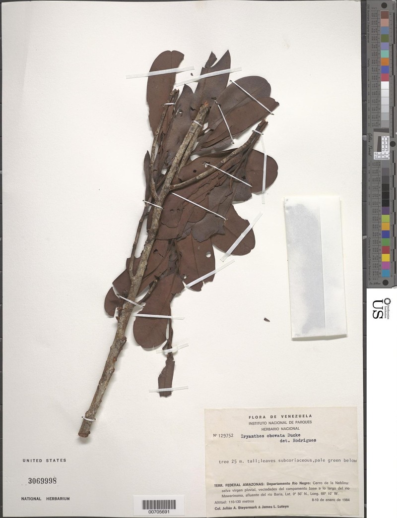 Iryanthera obovata photo 2