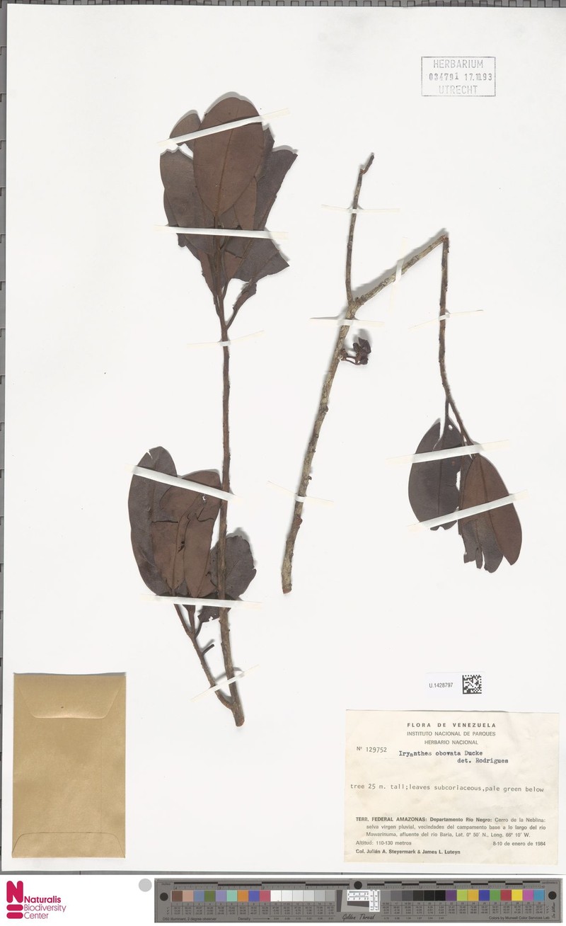 Iryanthera obovata photo 3