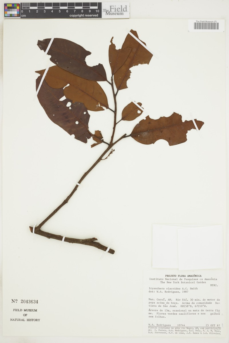 Iryanthera olacoides