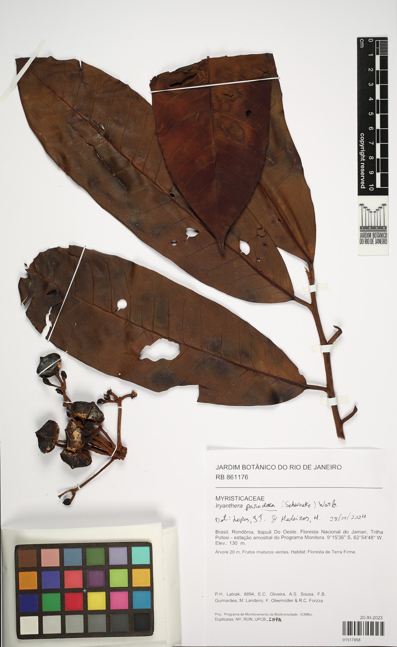 Iryanthera paradoxa