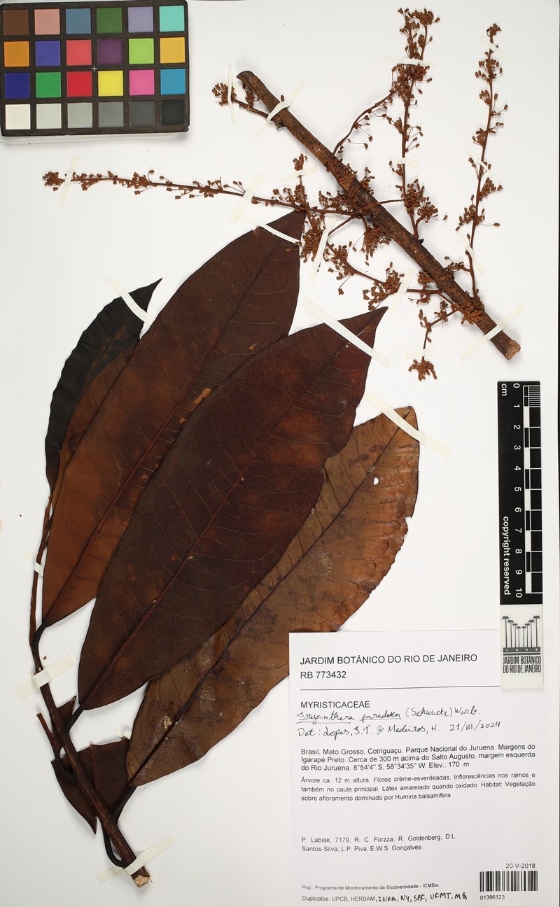 Iryanthera paradoxa photo 2