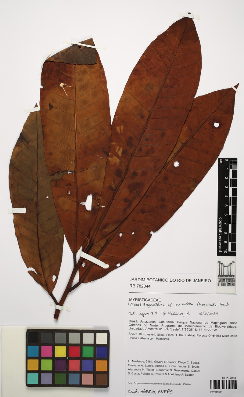 Iryanthera paradoxa photo 3