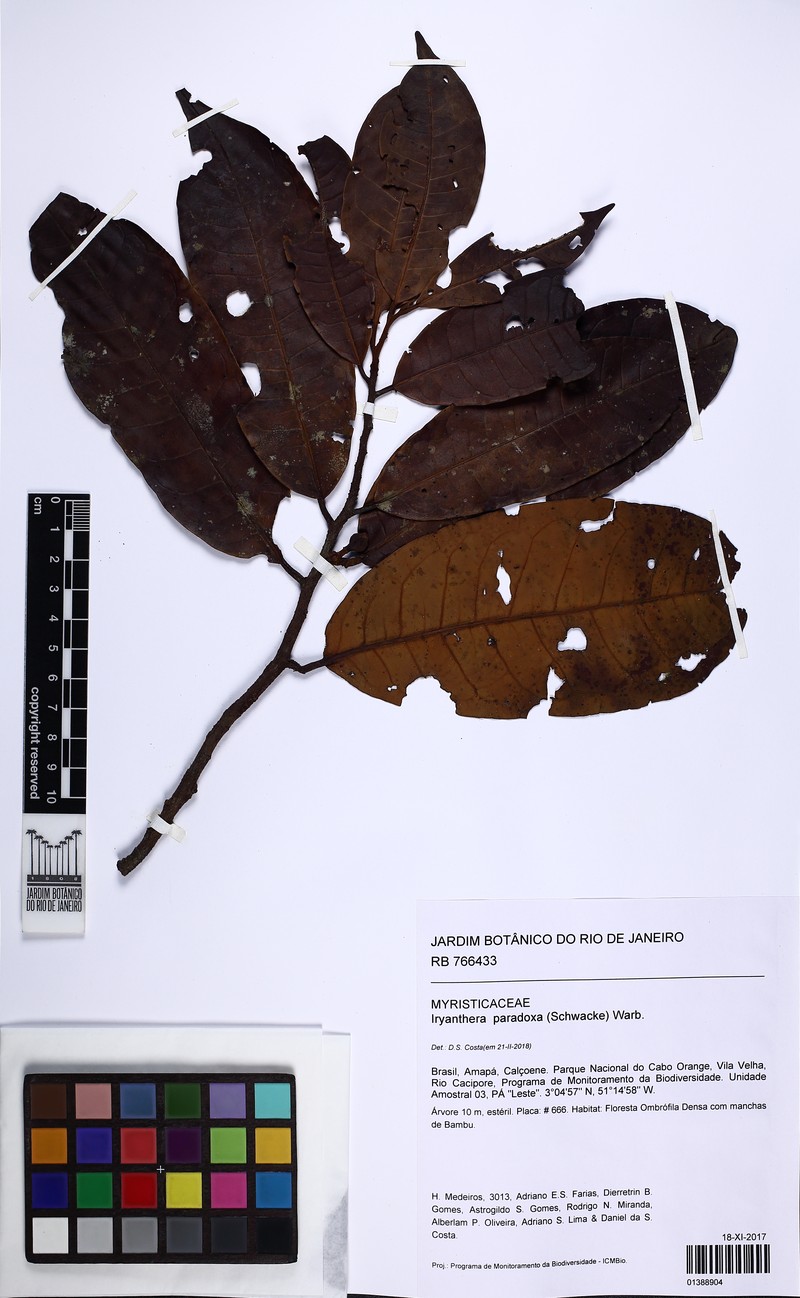 Iryanthera paradoxa photo 4