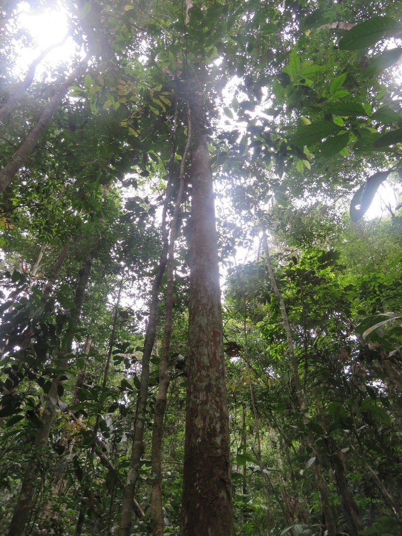 Iryanthera paraensis photo 2
