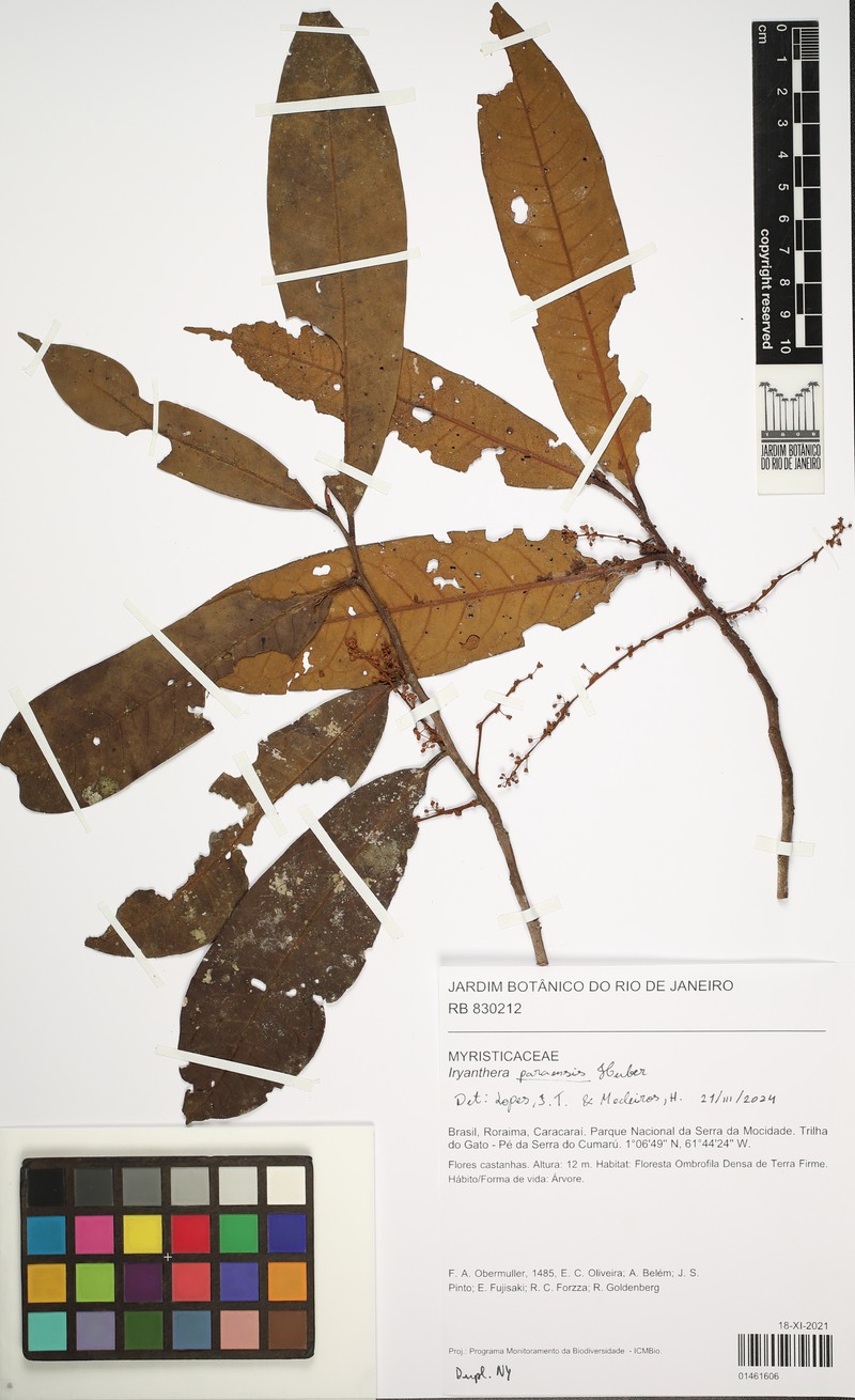 Iryanthera paraensis photo 3