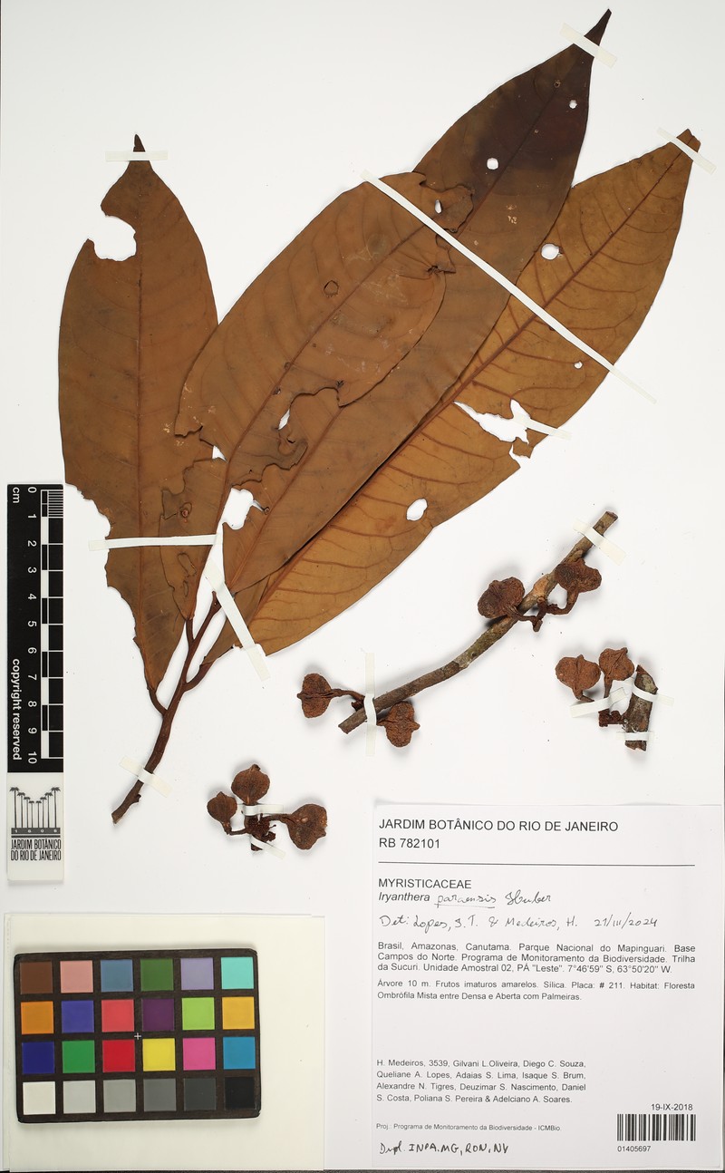 Iryanthera paraensis photo 4