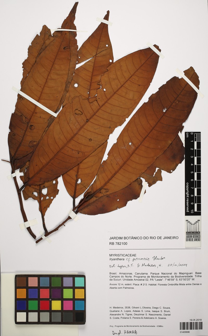 Iryanthera paraensis photo 5