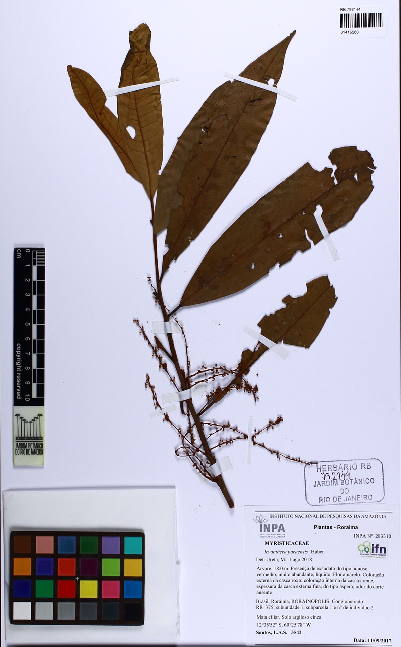 Iryanthera paraensis photo 6