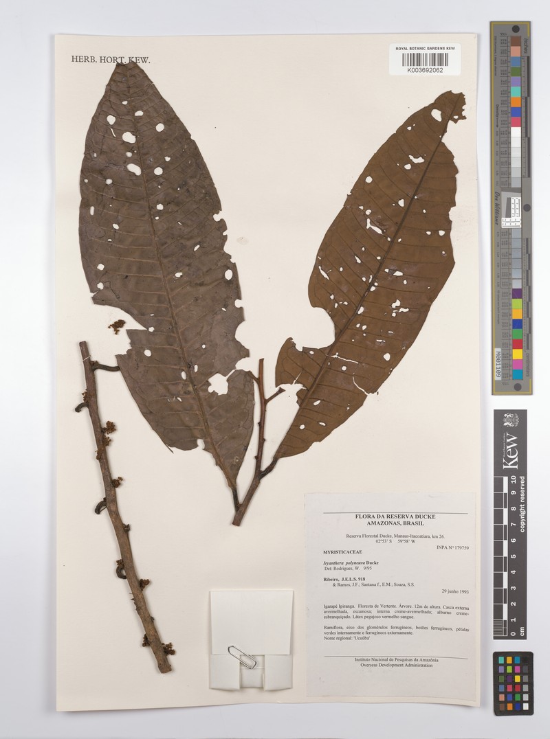 Iryanthera polyneura