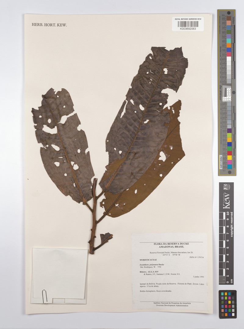 Iryanthera polyneura photo 2