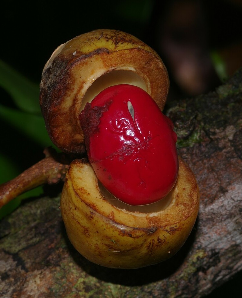Iryanthera sagotiana