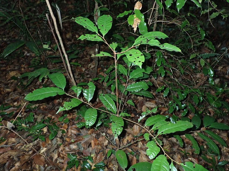 Iryanthera sagotiana photo 2